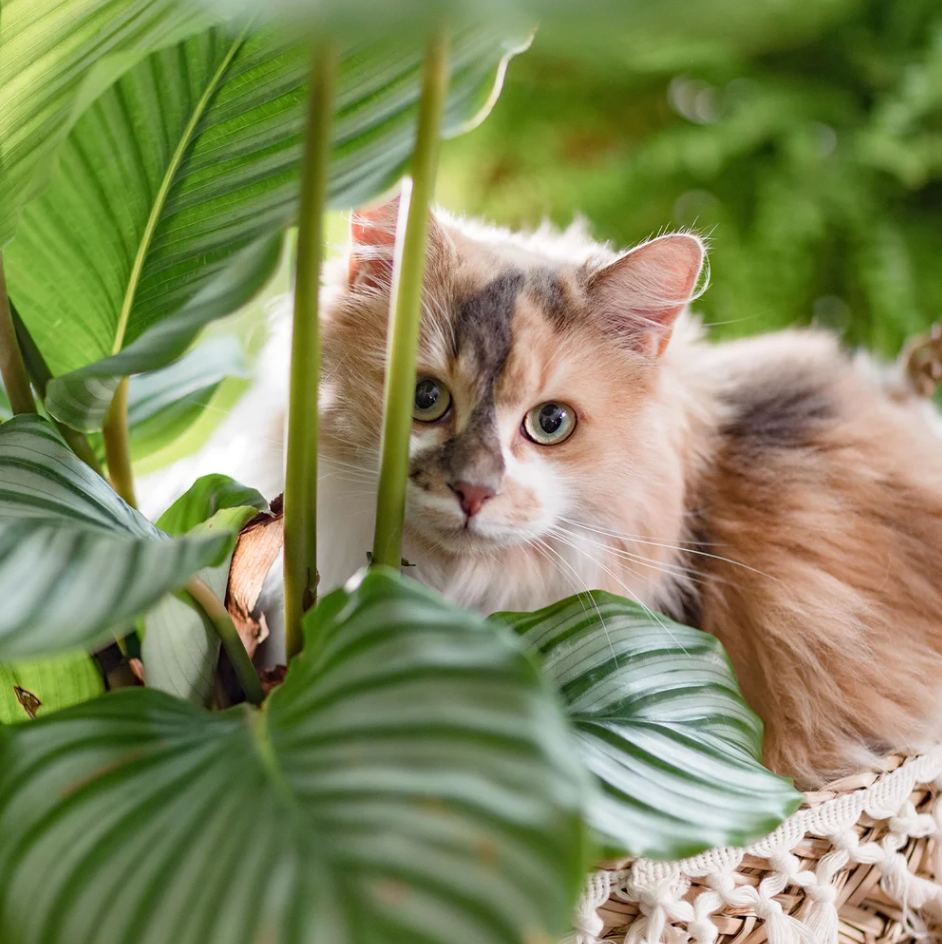 Les plantes préférées des chats : lesquelles leur font vraiment plaisir ?