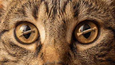 Le journal du bien-être dentaire du chat