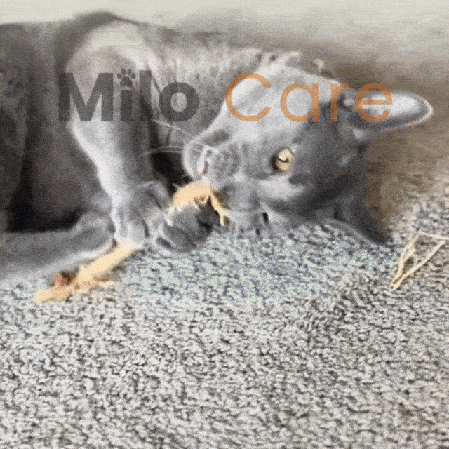 Sticks Dentaires Naturels Milo Care